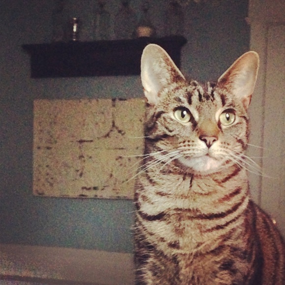 Meet your Posher, Gina - Picture 1 of 1